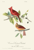 After John James Audubon - Common Cardinal Grosbeak