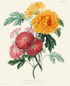 Charles Fox - Early Crimson Chrysanthemum, and Large Quilled Orange Chrysanthemum