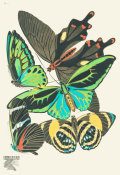 Emile-Allain Séguy - Butterflies, Plate 1