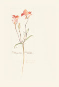 Margaret Neilson Armstrong - Orange Mariposa Tulip, Calochortus Kennedyi
