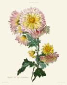 William Say - Changeable Pale Buff Chrysanthemum