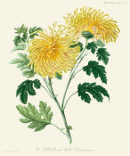 William Jackson Hooker - The Quilled Flamed Yellow Chrysanthemum