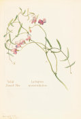 Margaret Neilson Armstrong - Wild Sweet Pea, Lathyrus graminifolius