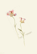 Margaret Neilson Armstrong - Butterfly Tulip, Calochorus luteus, var. oculatus