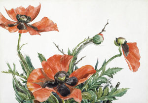 Charles Demuth - Red Poppies