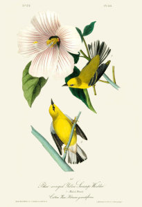 After John James Audubon - Blue-winged Yellow Swamp Warbler