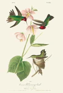 After John James Audubon - Anna Hummingbird