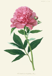William Jackson Hooker - The Double Sweet-Scented Chinese Peony