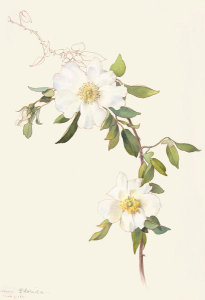Margaret Neilson Armstrong - White Clematis