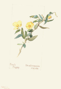Margaret Neilson Armstrong - Bush Poppy, Dendromecon rigida