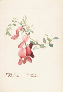 Margaret Neilson Armstrong - Pride of California, Lathyrus Splendens