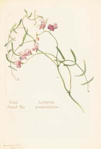 Margaret Neilson Armstrong - Wild Sweet Pea, Lathyrus graminifolius