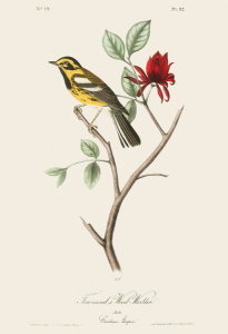 After John James Audubon - Townsend's Wood Warbler