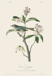 After John James Audubon - Cuvier's Kinglet