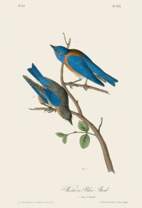 After John James Audubon - Western Blue Bird