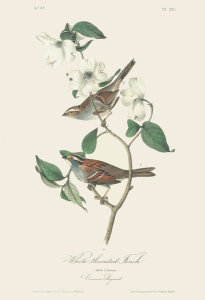 After John James Audubon - White-throated Sparrow