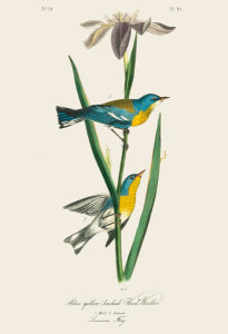 After John James Audubon - Blue Yellow-backed Wood Warbler