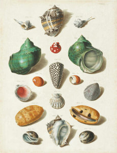 Franz Michael Regenfuss - Plate V, from "Choix de Coquillages et de Crustacés"