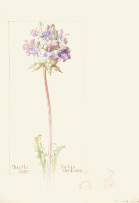 Margaret Neilson Armstrong - Thistle Sage, Salvia carduacea