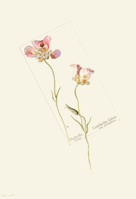 Margaret Neilson Armstrong - Butterfly Tulip, Calochorus luteus, var. oculatus