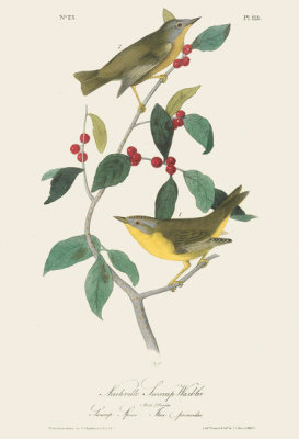 After John James Audubon - Nashville Swamp Warbler