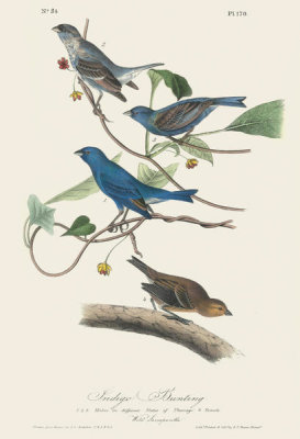 After John James Audubon - Indigo Bunting