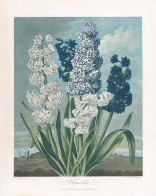 After Sydenham Teak Edwards - Hyacinths, from "The Temple of Flora, or Garden of Nature"