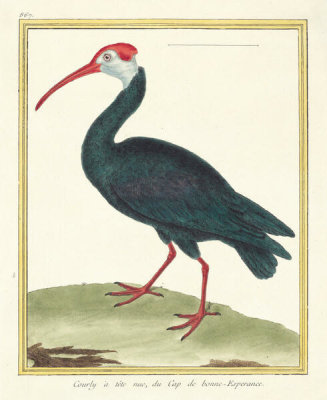 François Nicolas Martinet - Bald Ibis from the Cape of Good Hope