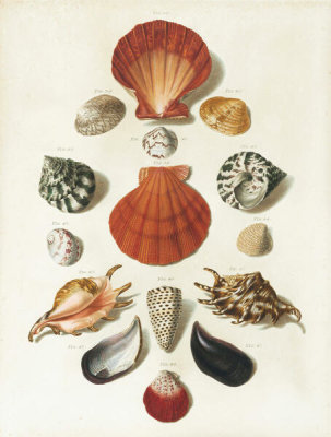 Franz Michael Regenfuss - Plate IV, from "Choix de Coquillages et de Crustacés"